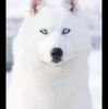 wolfheart19